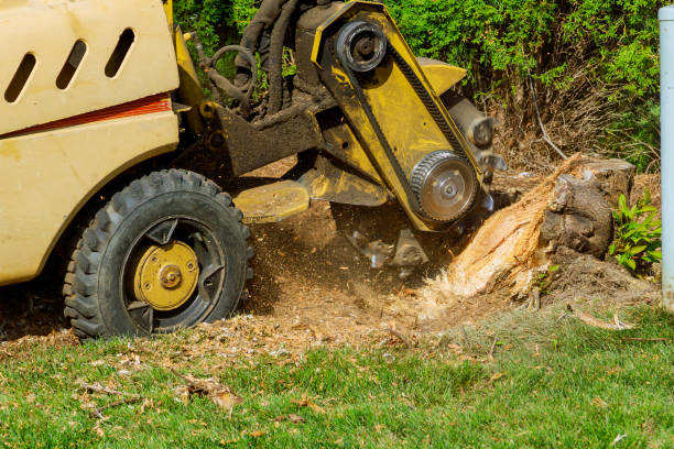 Best Commercial Tree Services  in USA